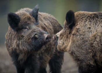 Cinghiali e cervi, Coldiretti Como-Lecco: “Danni ingenti, ma la burocrazia blocca tutto”