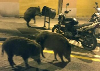 Spagna, Barcellona è invasa dai cinghiali: abbattuto esemplare di 140 chili