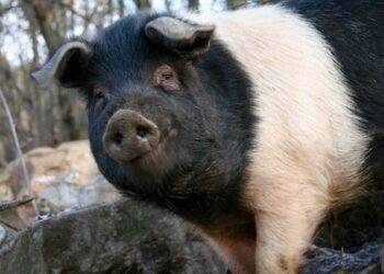 Ungulati in Toscana, in arrivo 4 milioni di euro per le recinzioni degli allevatori