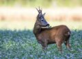 Dalla Regione Liguria 45mila euro per il monitoraggio sanitario della fauna selvatica