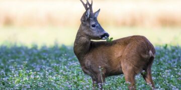 Dalla Regione Liguria 45mila euro per il monitoraggio sanitario della fauna selvatica