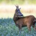 Dalla Regione Liguria 45mila euro per il monitoraggio sanitario della fauna selvatica