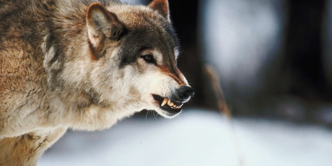 Per la prima volta in Toscana un numero Whatsapp ed una e-mail dedicati per segnalare i lupi