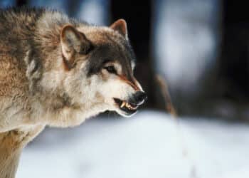 Per la prima volta in Toscana un numero Whatsapp ed una e-mail dedicati per segnalare i lupi