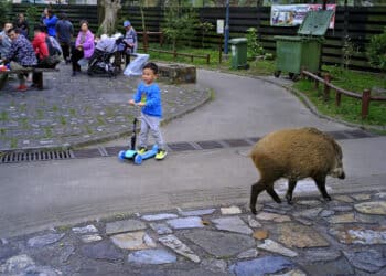 Anche ad Hong Kong ci sono troppi cinghiali, governo autorizza il prelievo