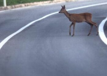 Montebelluna, capriolo attraversa la strada e provoca un incidente tra 4 auto