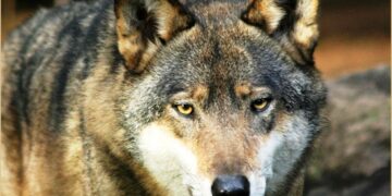 Val di Non, decine di caprioli sbranati dai lupi: cittadini preoccupati