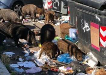 Troppi cinghiali a Roma, fatti sparire i cassonetti per evitare problemi