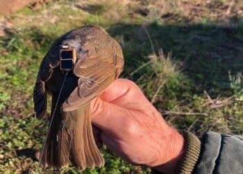 Telemetria satellitare, FIDC estende ricerca al tordo bottaccio: partito studio in Sardegna