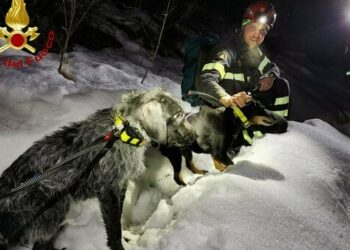 Pordenone, cani da caccia precipitano in un canalone: salvati dai vigili del fuoco