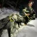 Pordenone, cani da caccia precipitano in un canalone: salvati dai vigili del fuoco