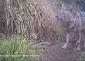 Toscana, avvistato e fotografato un esemplare di sciacallo dorato