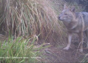 Toscana, avvistato e fotografato un esemplare di sciacallo dorato
