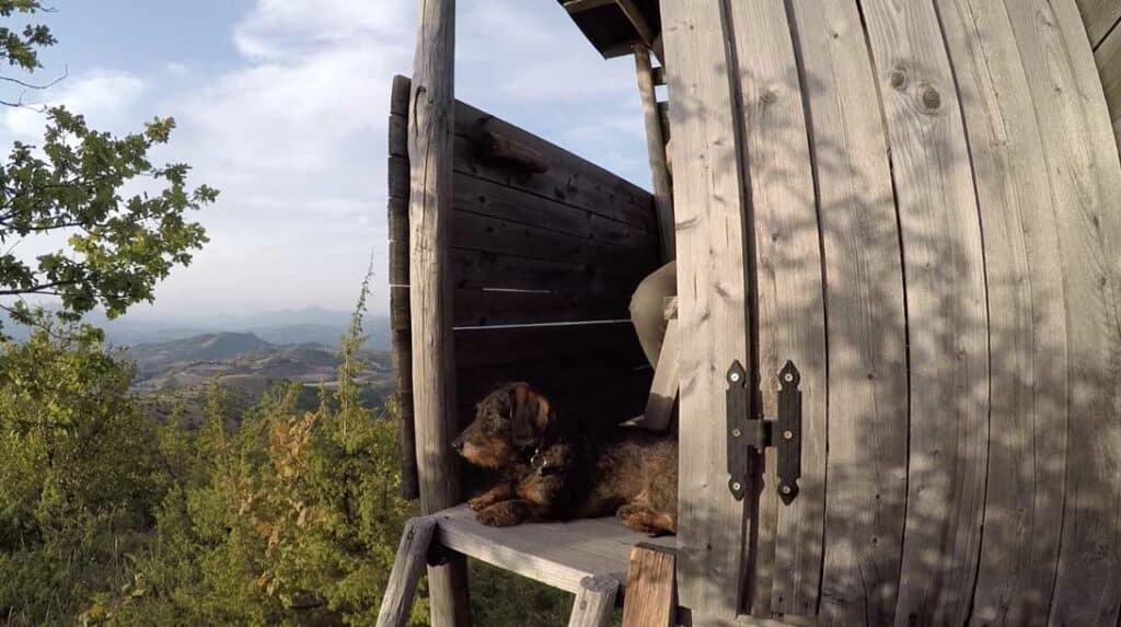 caccia nelle marche con franchi varmint