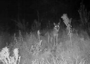 Roma, lupi individuati anche nella zona Sud: le prove in un video