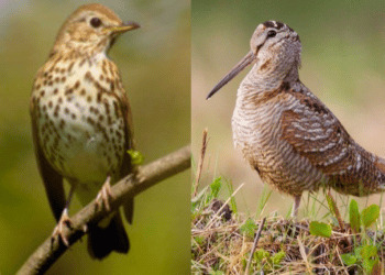 Ristorante di Carpegna (PU) propone menù a base di tordi e beccacce, intervengono i Carabinieri