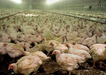 Preoccupa l’aviaria nel Veronese, migliaia di tonnellate di carcasse ancora da smaltire