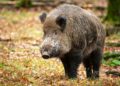 Uccidono un cinghiale a pietrate e filmano tutto col telefono, 3 denunciati