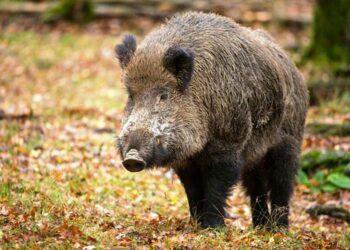 Uccidono un cinghiale a pietrate e filmano tutto col telefono, 3 denunciati