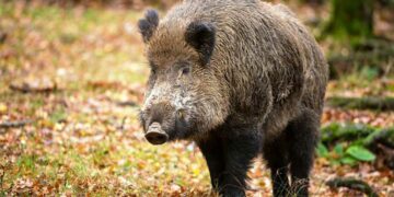 Uccidono un cinghiale a pietrate e filmano tutto col telefono, 3 denunciati
