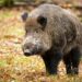 Uccidono un cinghiale a pietrate e filmano tutto col telefono, 3 denunciati