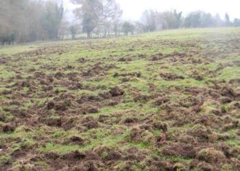Regione Veneto, bando per prevenire i danni da fauna selvatica alle colture agricole