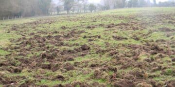 Regione Veneto, bando per prevenire i danni da fauna selvatica alle colture agricole