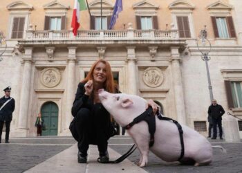 Per Michela Brambilla la priorità è la salute dei maiali: presentata proposta di legge