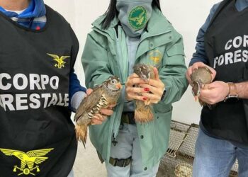 Sardegna, vendevano pernici vive su internet: denunciate due persone