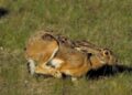 Aggredirono cacciatori nel Mantovano, iniziato processo contro 4 animalisti