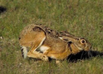 Aggredirono cacciatori nel Mantovano, iniziato processo contro 4 animalisti