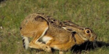 Aggredirono cacciatori nel Mantovano, iniziato processo contro 4 animalisti