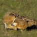 Aggredirono cacciatori nel Mantovano, iniziato processo contro 4 animalisti