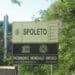 Umbria, a Spoleto potrebbe sorgere il centro di raccolta per il cinghiale