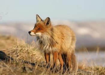 Caserta, approvato disciplinare per la caccia alla volpe in battuta