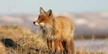 Caserta, approvato disciplinare per la caccia alla volpe in battuta