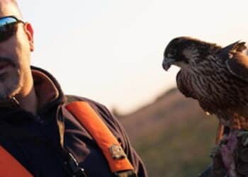 Il falconiere che potrebbe risolvere il problema di storni, cinghiali e piccioni a Roma