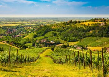 Oltrepò Pavese, 200 cacciatori alla ricerca di carcasse sospette di cinghiali