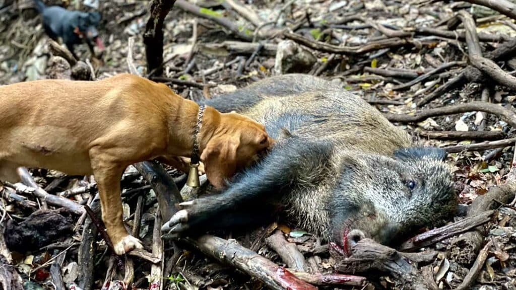 cani da caccia al cinghiale