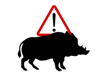 PSA, ordinanza Ministero Salute per divieto di caccia in area infetta