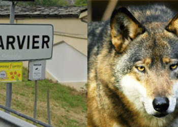 Lupi in Valle d’Aosta, ad Arvier ci si affida a dissuasori acustici e ultrasuoni