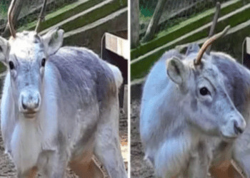 Giovane renna sbranata dai lupi nei boschi dell’Appennino Modenese