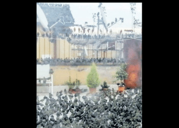 Roma invasa dagli storni, terrazze e balconi sotto assedio