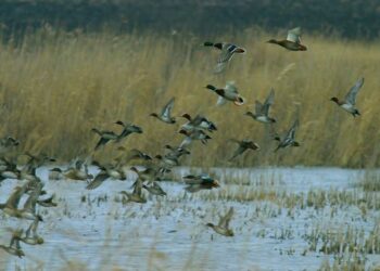 Influenza aviaria sembra rallentare, ma il Veneto fa la conta dei danni