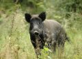 La Regione Molise decide di prorogare la caccia in braccata al cinghiale