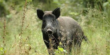 La Regione Molise decide di prorogare la caccia in braccata al cinghiale