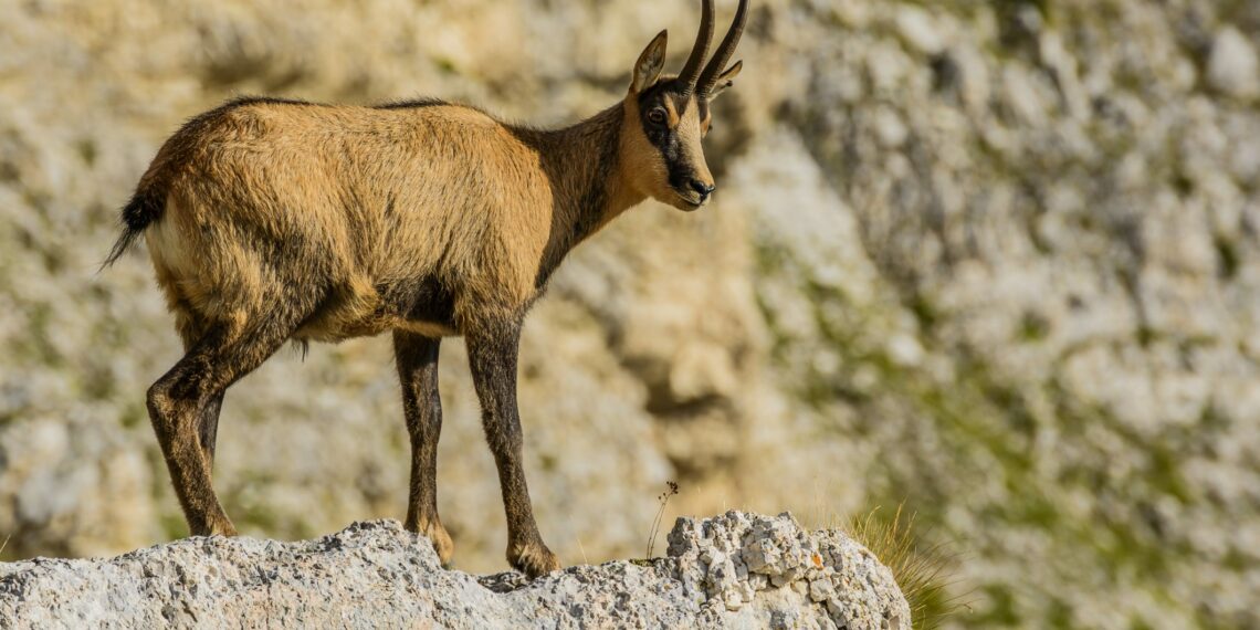 Il camoscio appenninico è la “sentinella” per la salute dell’uomo