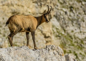 Il camoscio appenninico è la “sentinella” per la salute dell’uomo