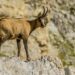 Il camoscio appenninico è la “sentinella” per la salute dell’uomo