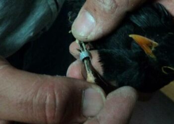 Questione anellini, il punto di vista di Federcaccia Lombardia